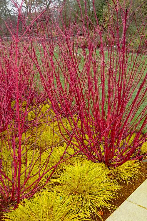 Coral Red Dogwood