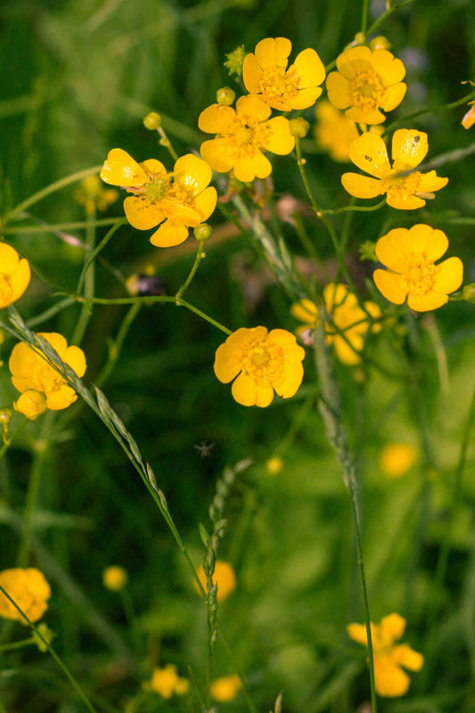 Creeping Buttercup