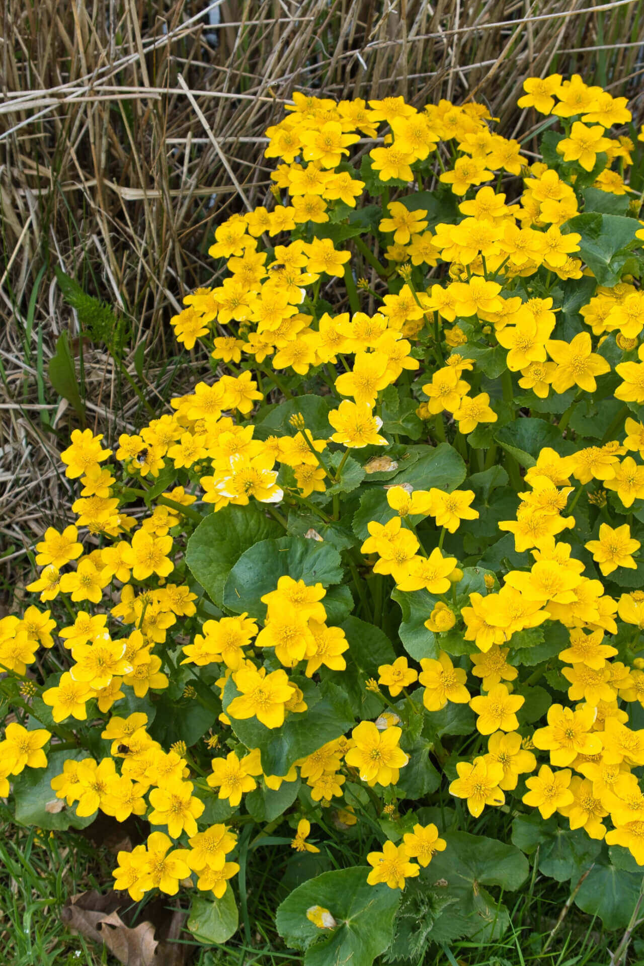 Creeping Buttercup