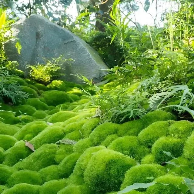 Cushion Moss - 5 Square Feet