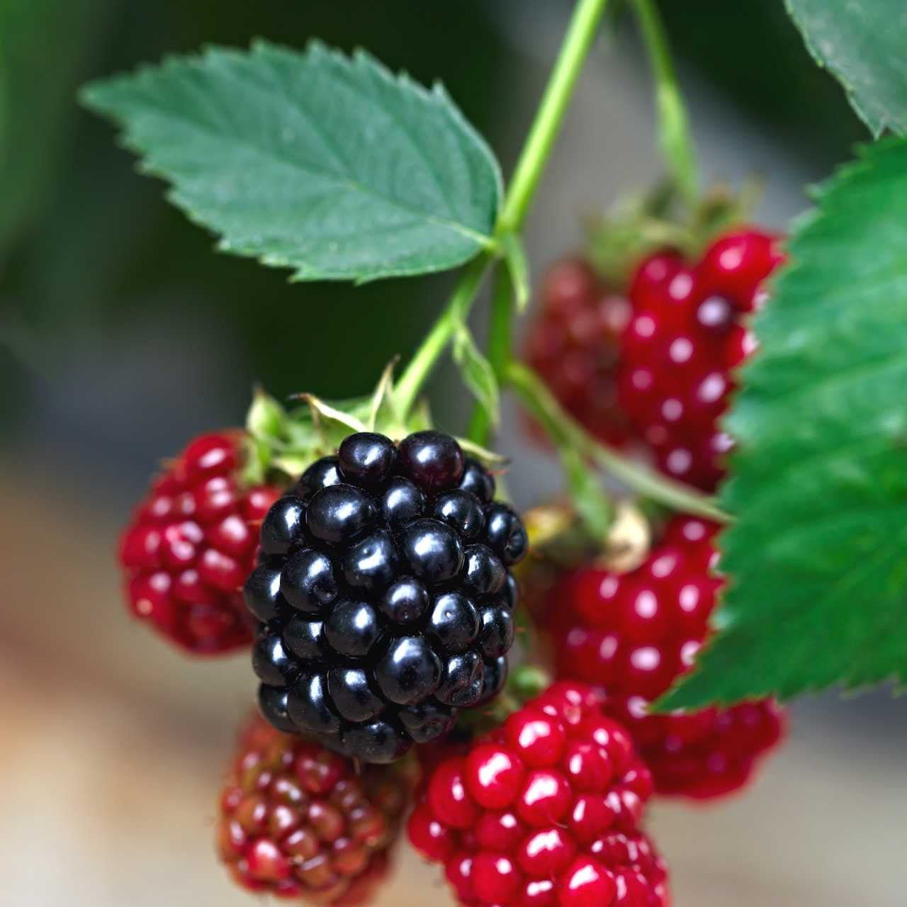 Dewberry Plant