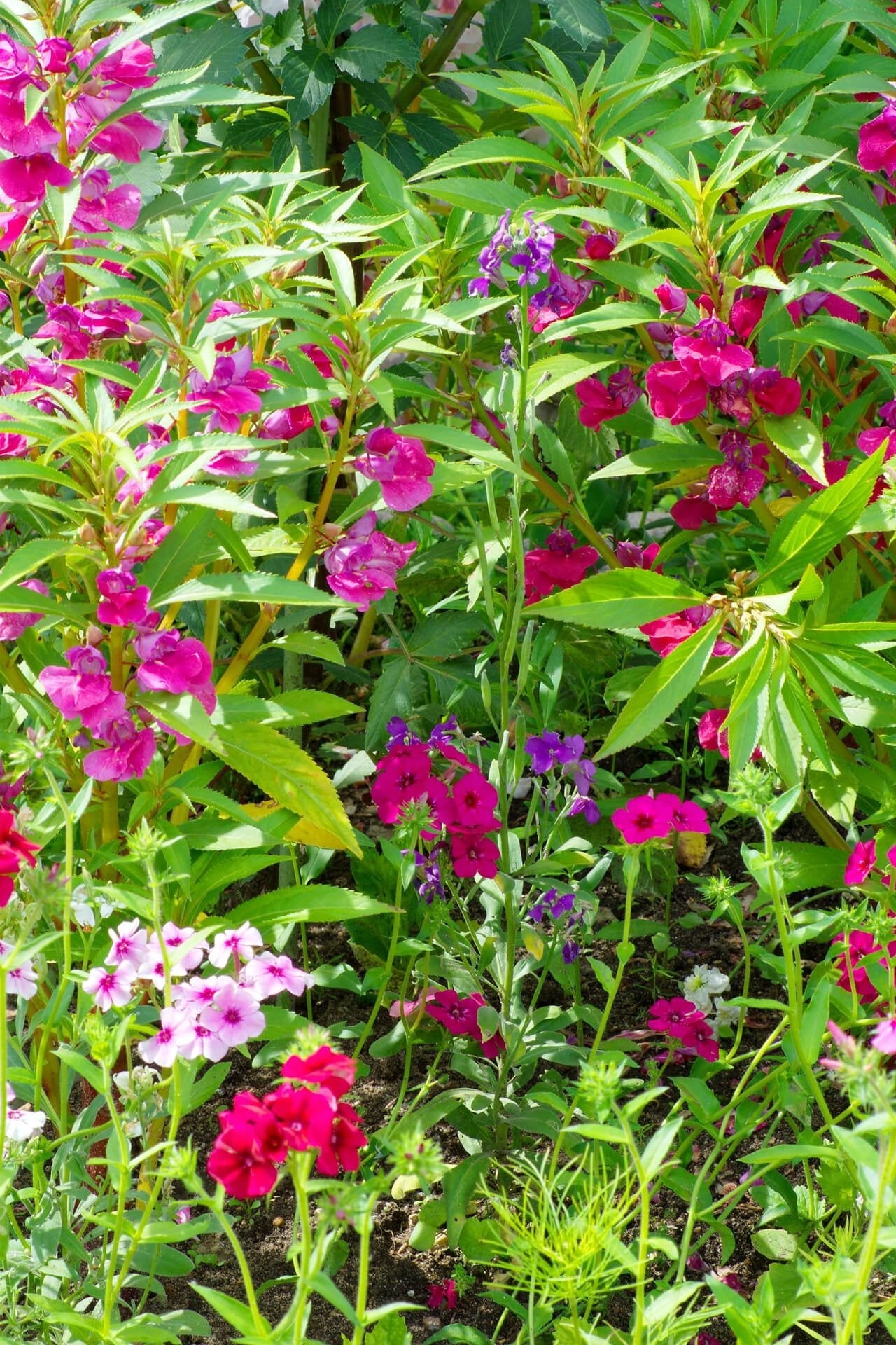 Dianthus Plant