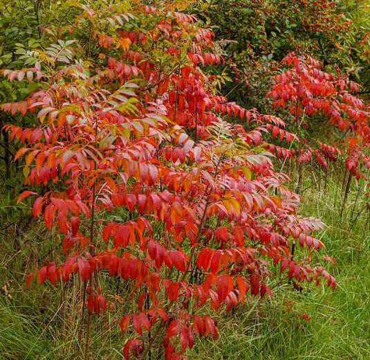 Dwarf Sumac