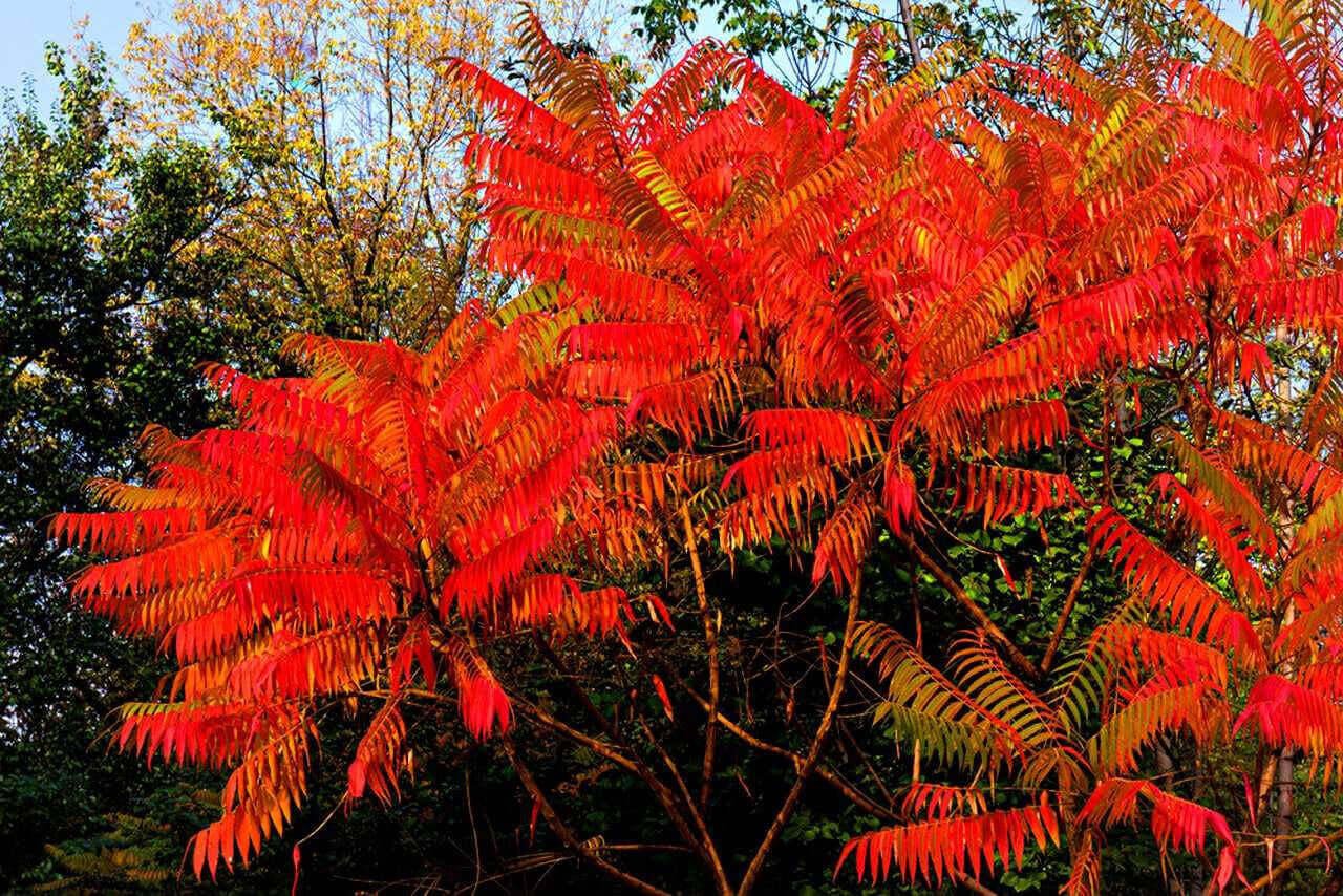 Dwarf Sumac