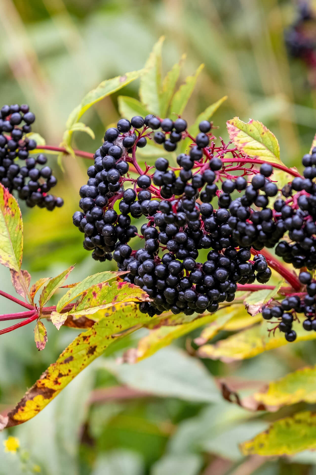 Elderberry Bush