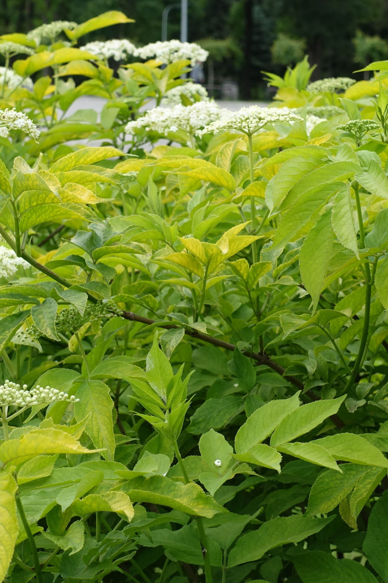 Elderberry Bush