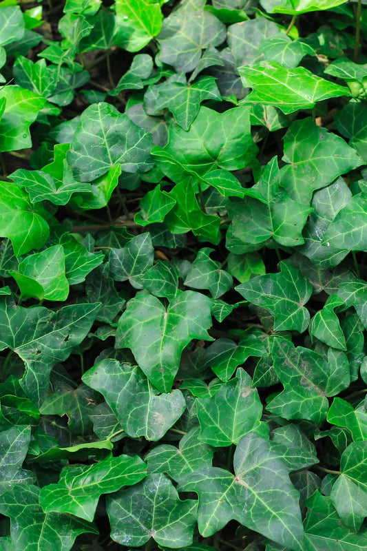 English Ivy