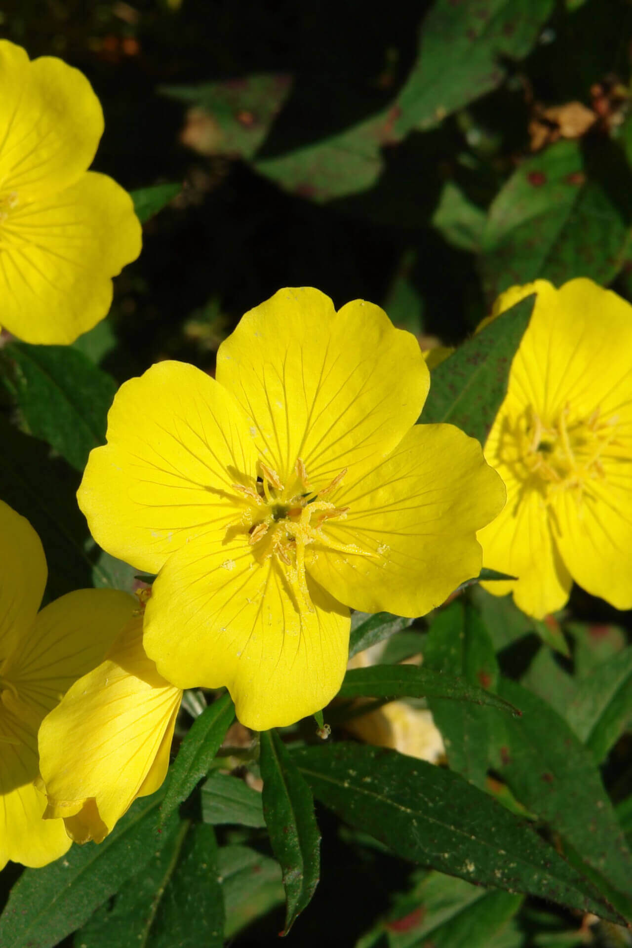 Evening Primrose