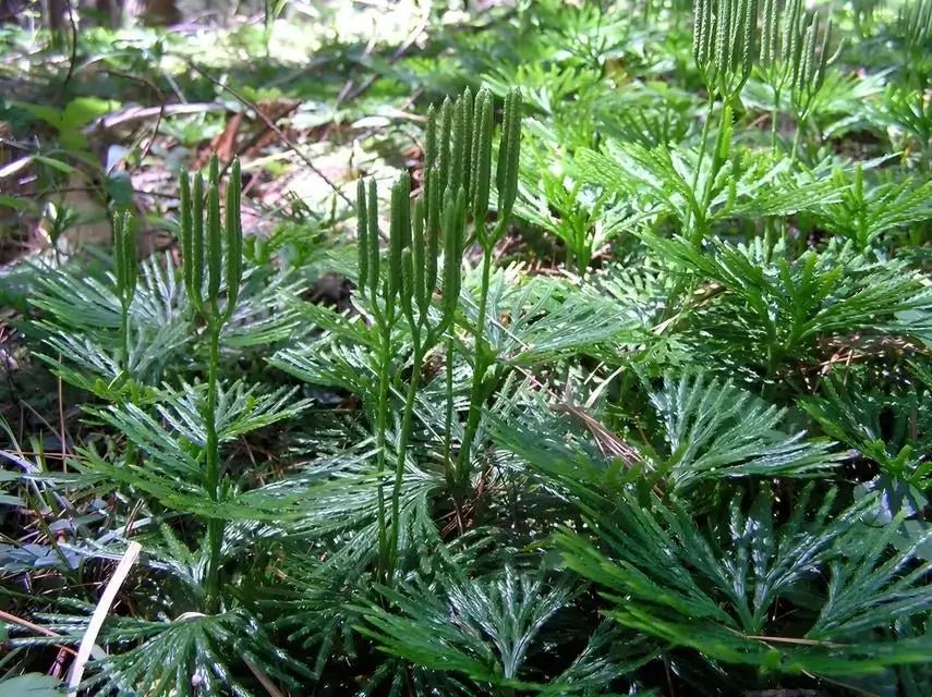 Fan Clubmoss