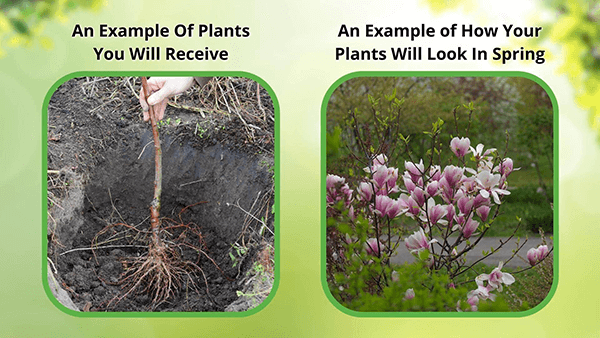 Fast Growing Trees - 6 Trees