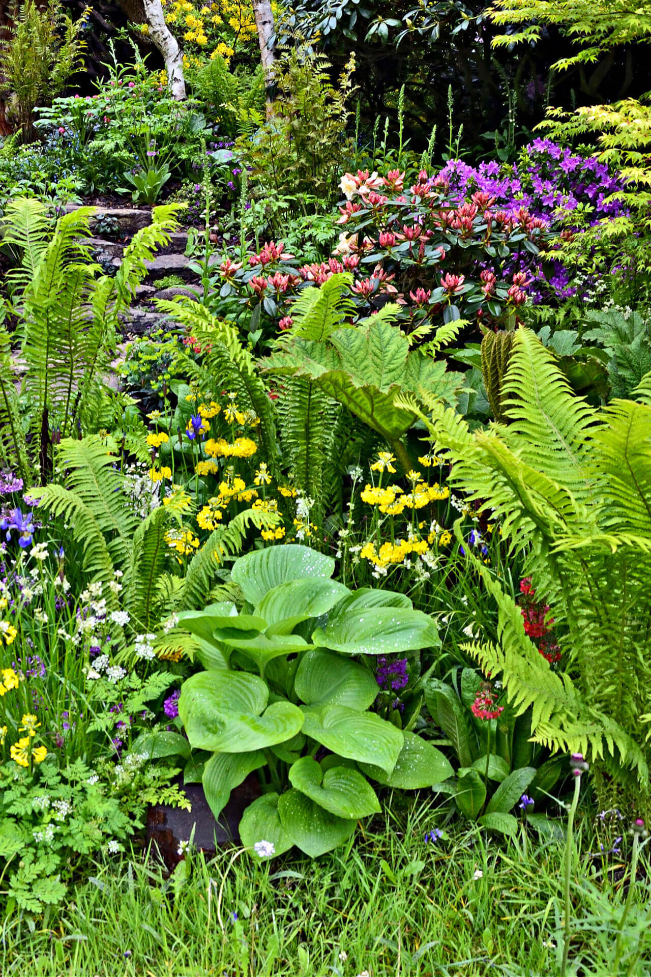 Fern Variety - 10 Plants