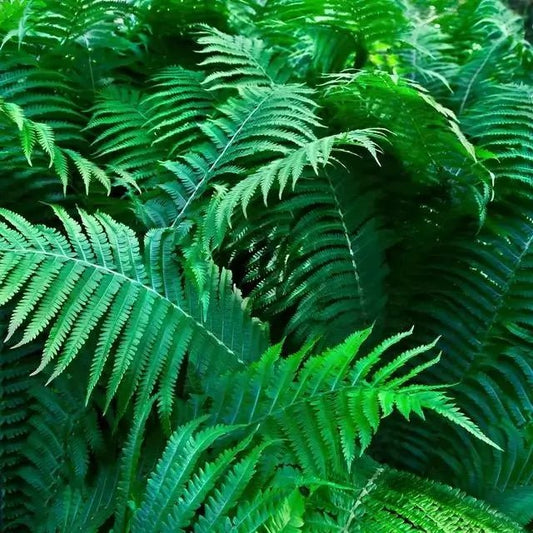 Fern Variety - 10 Plants