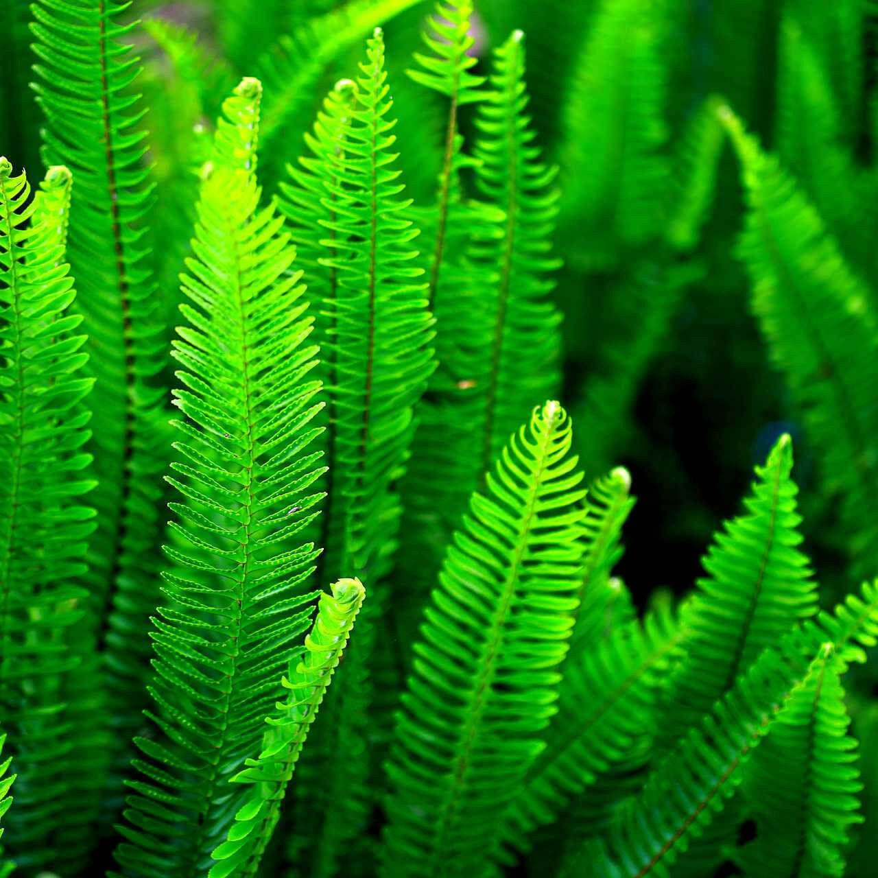 Fern Variety - 25 Plants