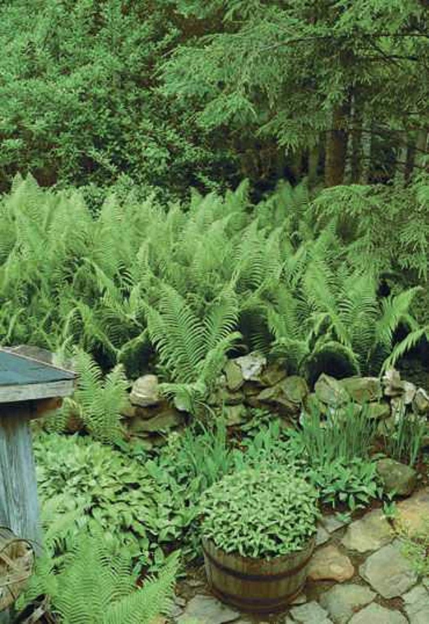 Fern Variety - 25 Plants