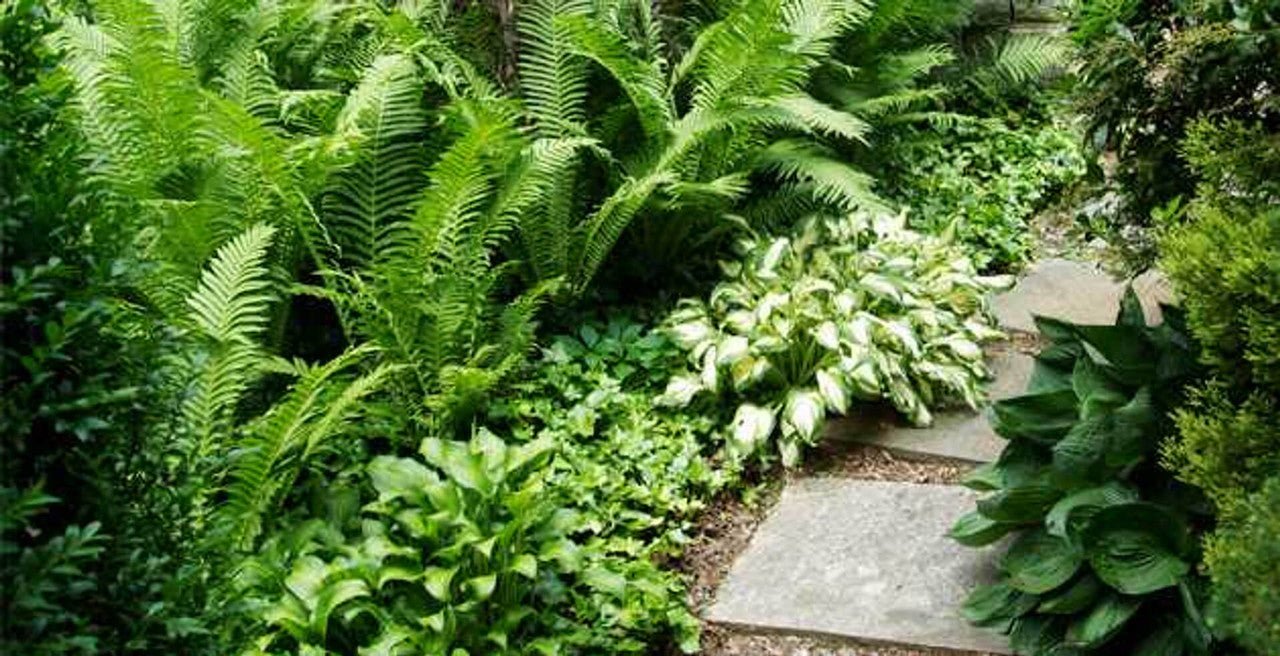 Fern Variety - 25 Plants