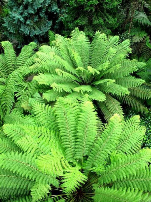 Fern Variety - 25 Plants