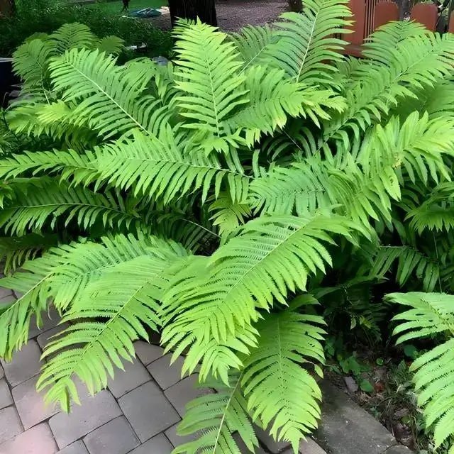 Giant Ostrich Fern