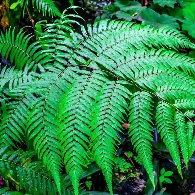 Glade Fern