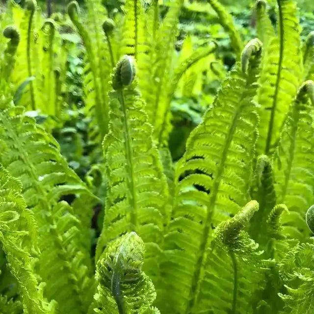 Glade Fern