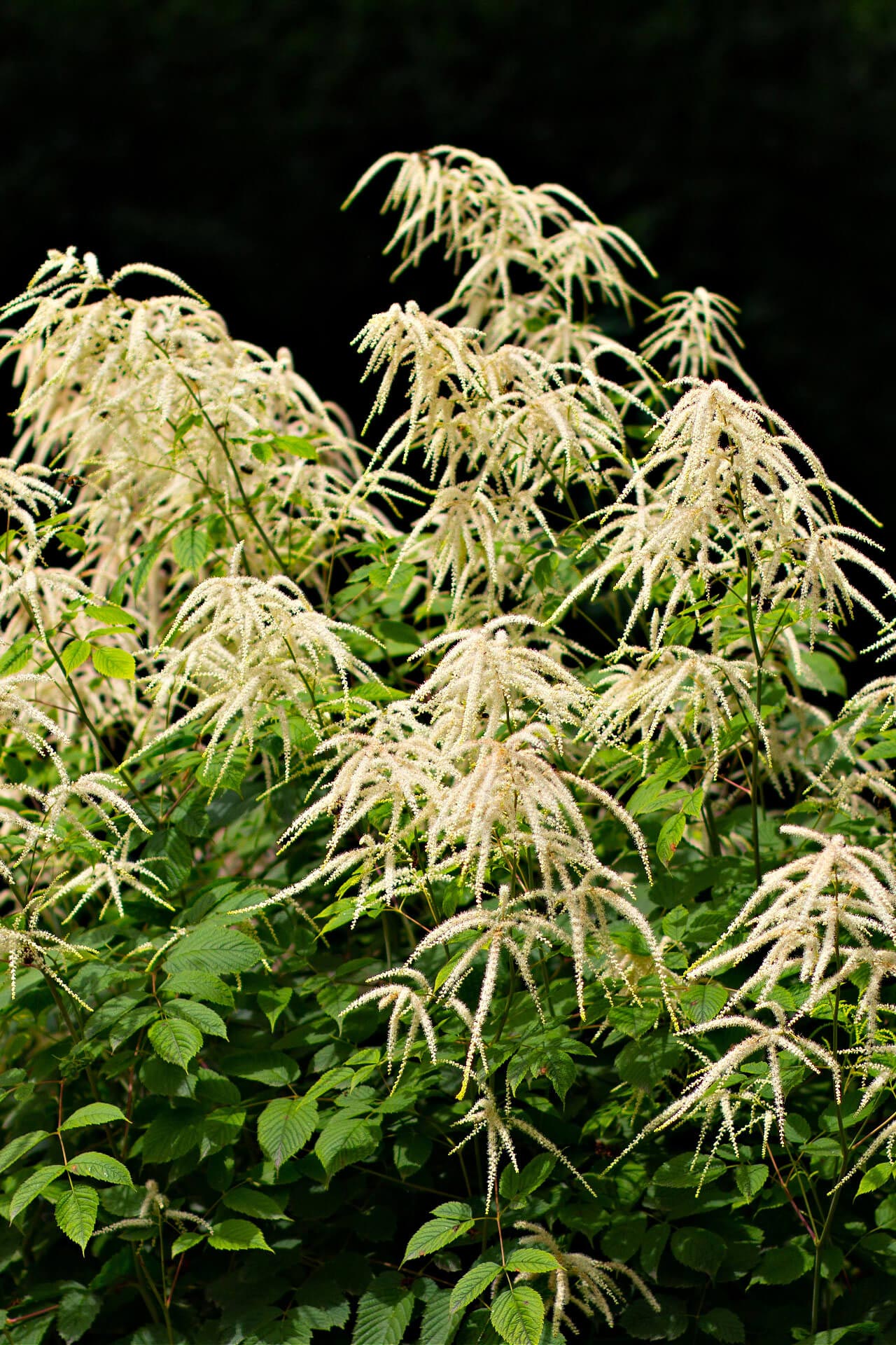 Goat's Beard Plant