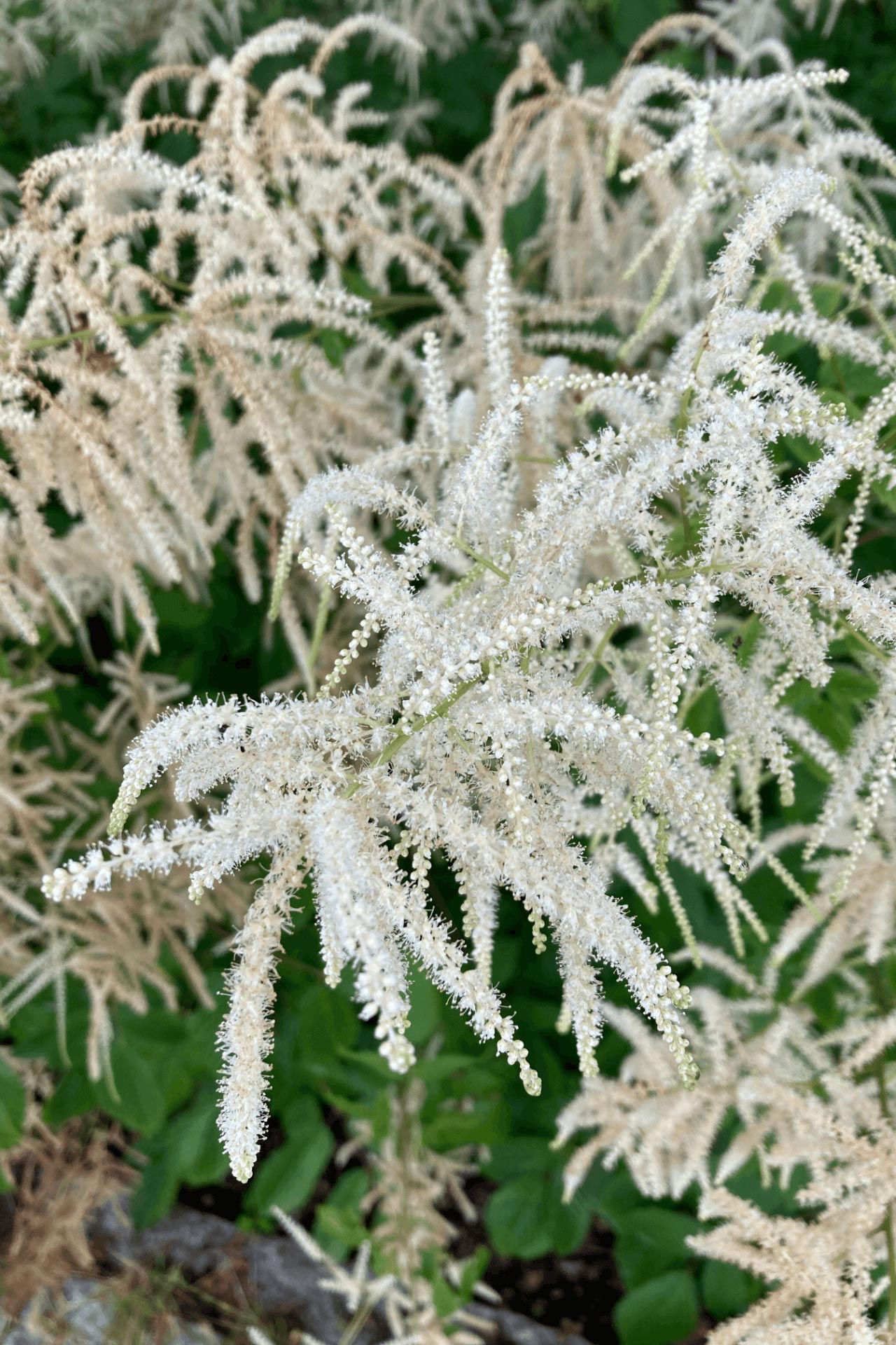 Goat's Beard Plant