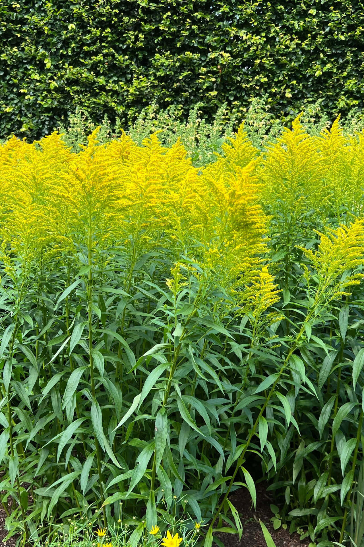 Golden Rod