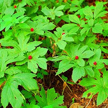 Goldenseal Plant