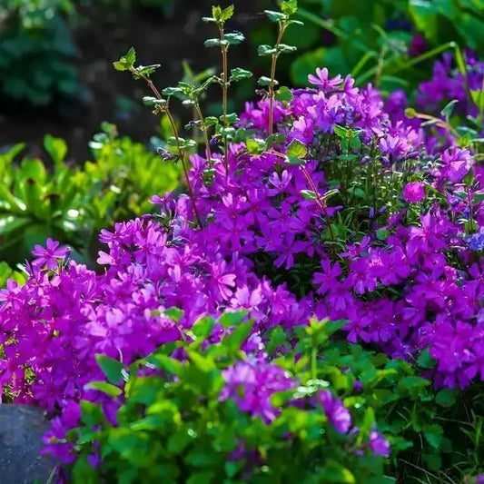 Ground Covers - 10 Plants