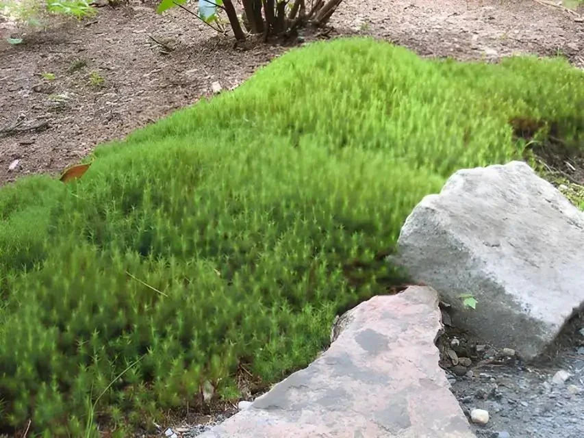 Haircap Moss - 5 Square Feet