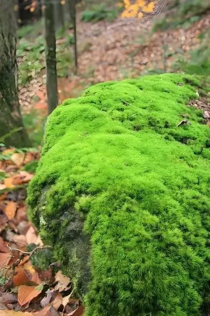 Haircap Moss - 5 Square Feet