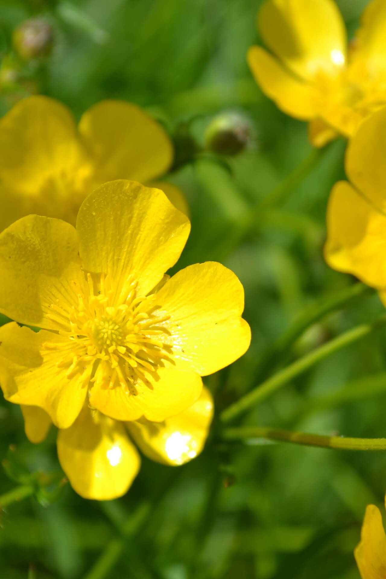 Hairy Buttercup