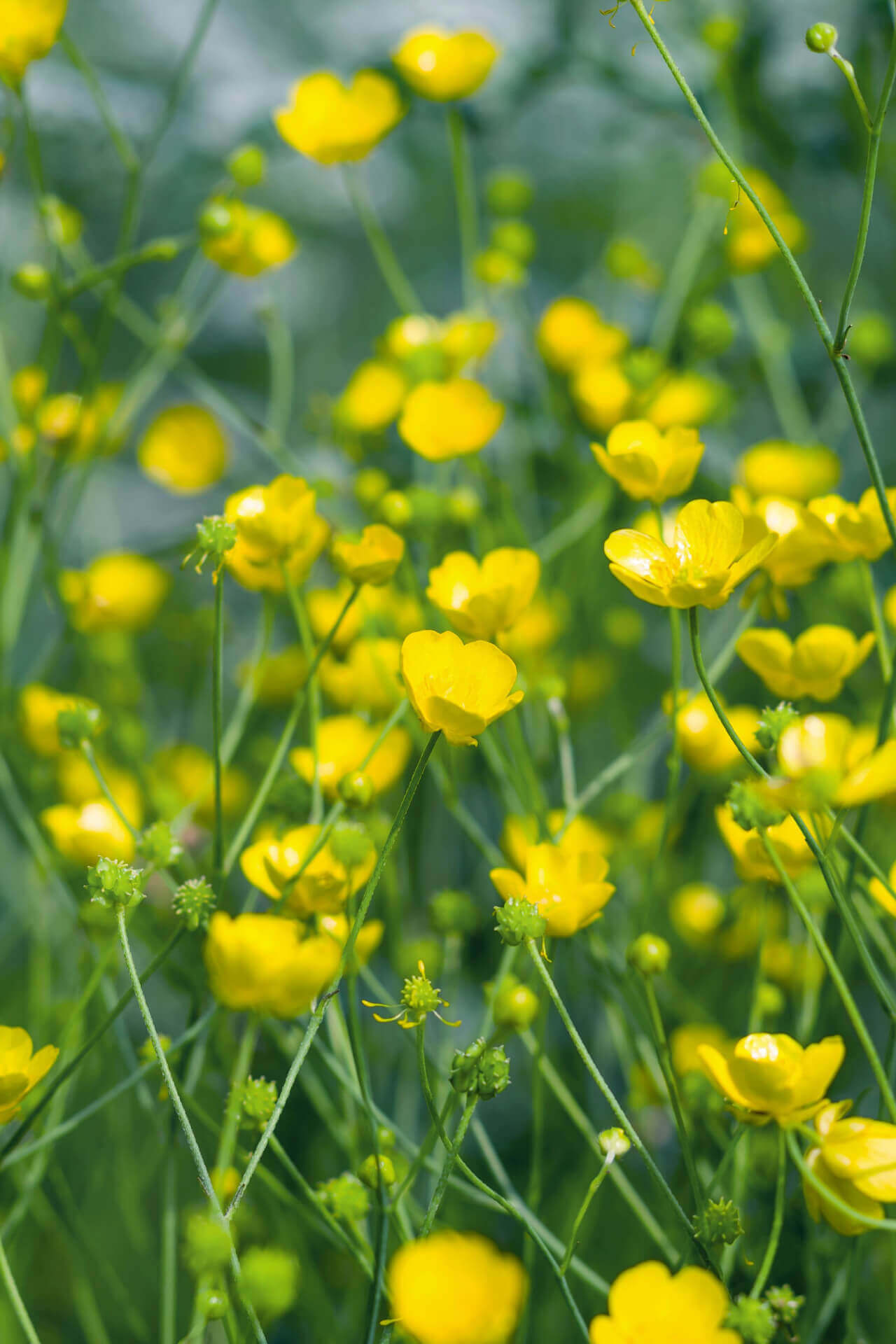 Hairy Buttercup