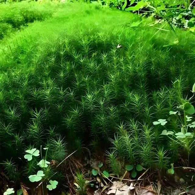 Hedwigia Ciliate Moss - 5 Square Feet