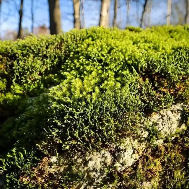 Hedwigia Ciliate Moss - 5 Square Feet