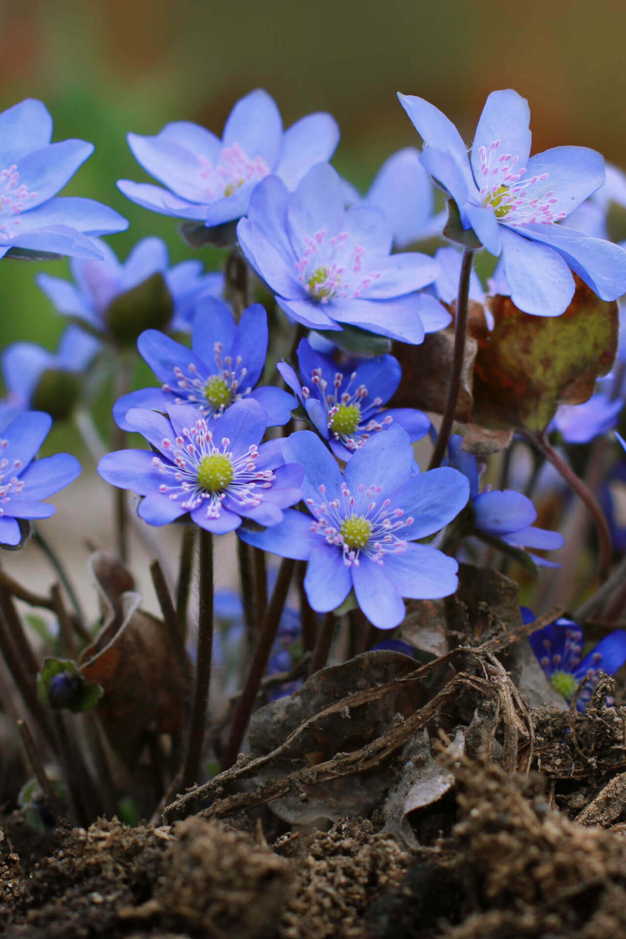 Hepatica