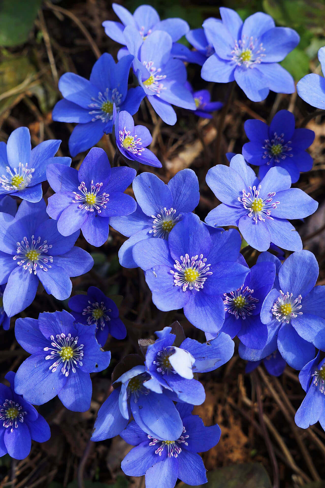 Hepatica