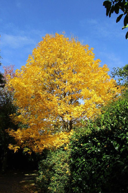 Hickory Nut Tree