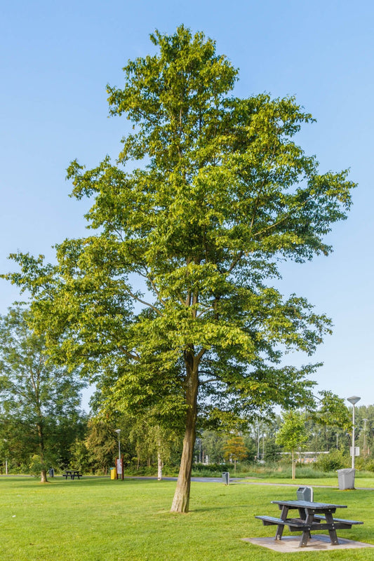 Hornbeam Tree