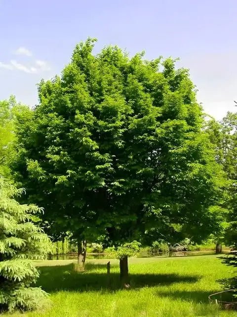 Hornbeam Tree