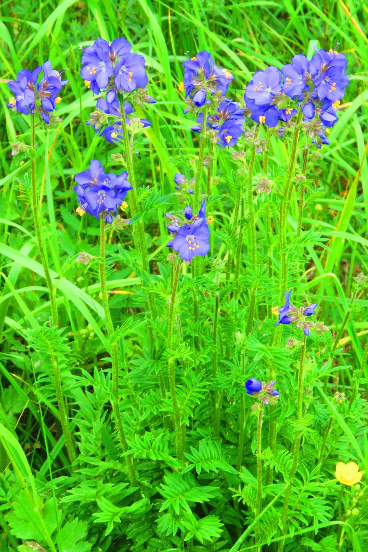 Jacobs Ladder