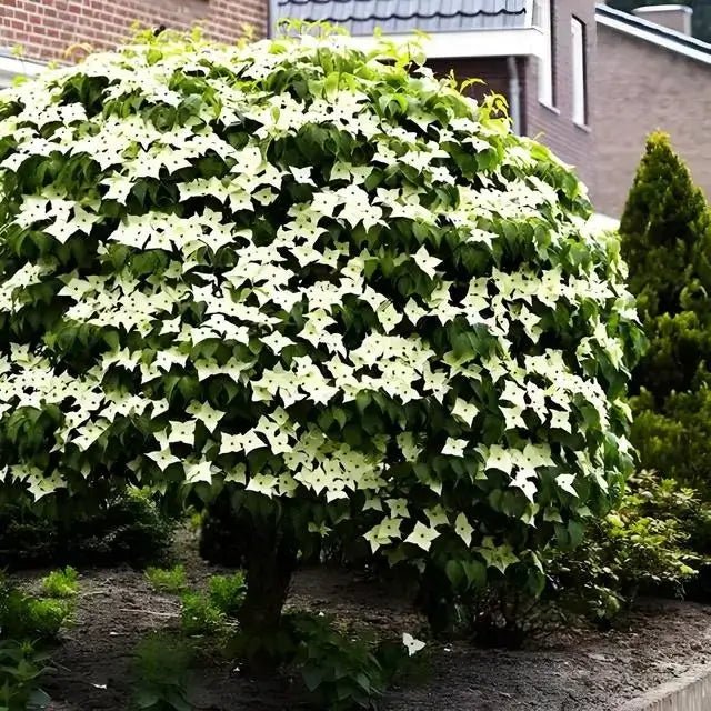 Kousa Dogwood