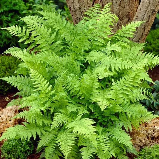 Lady Fern