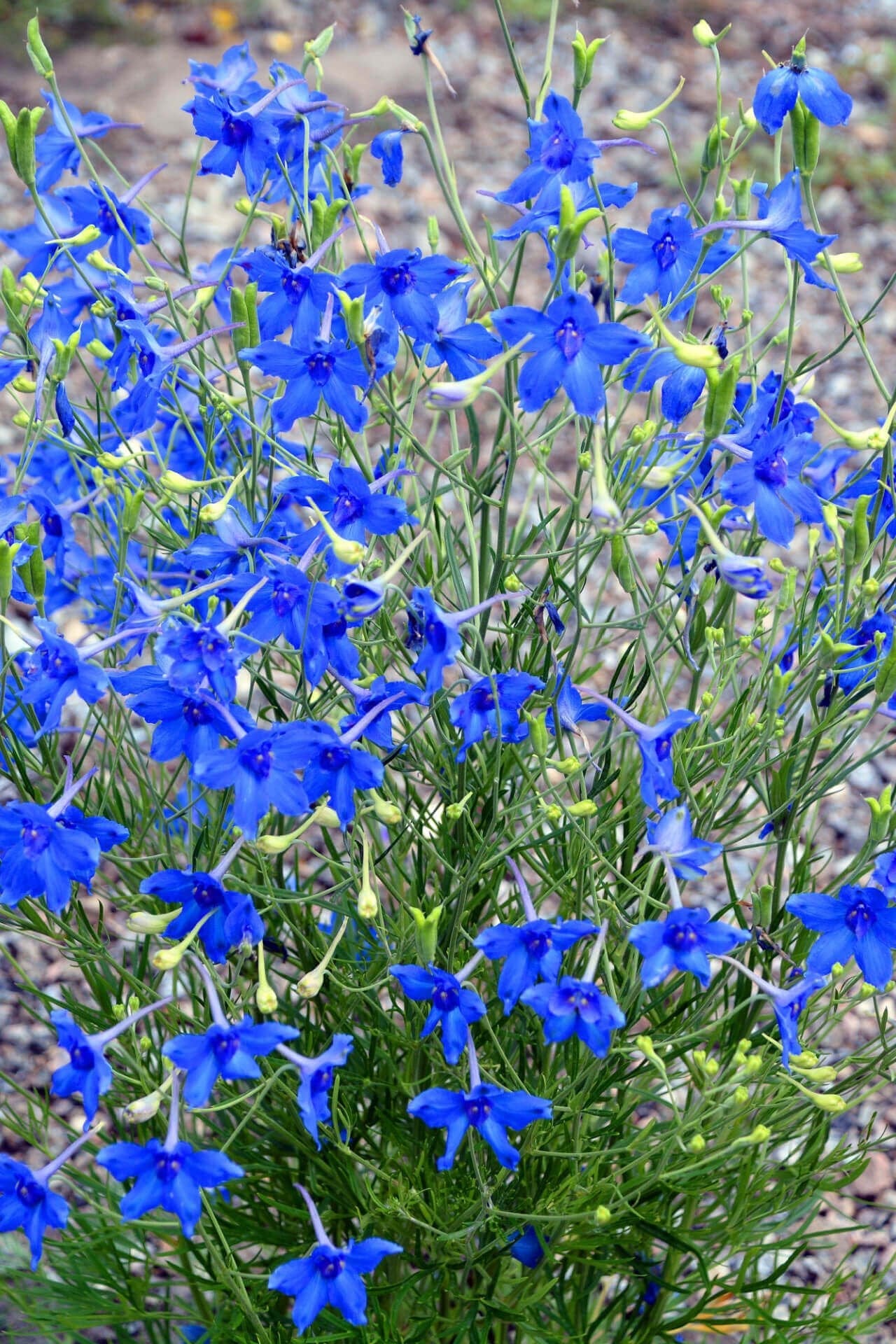 Larkspur Delphenium