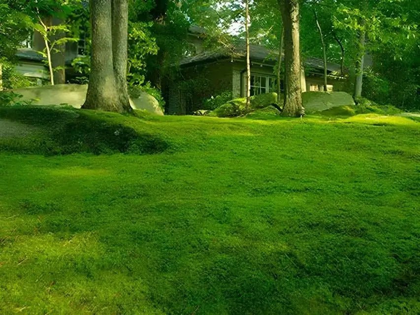 Lawn Moss - 5 Square Feet