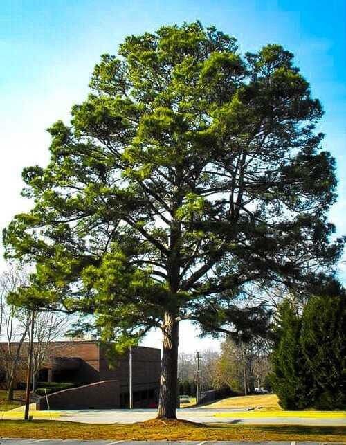 Loblolly Pine Seedlings - Package of 100