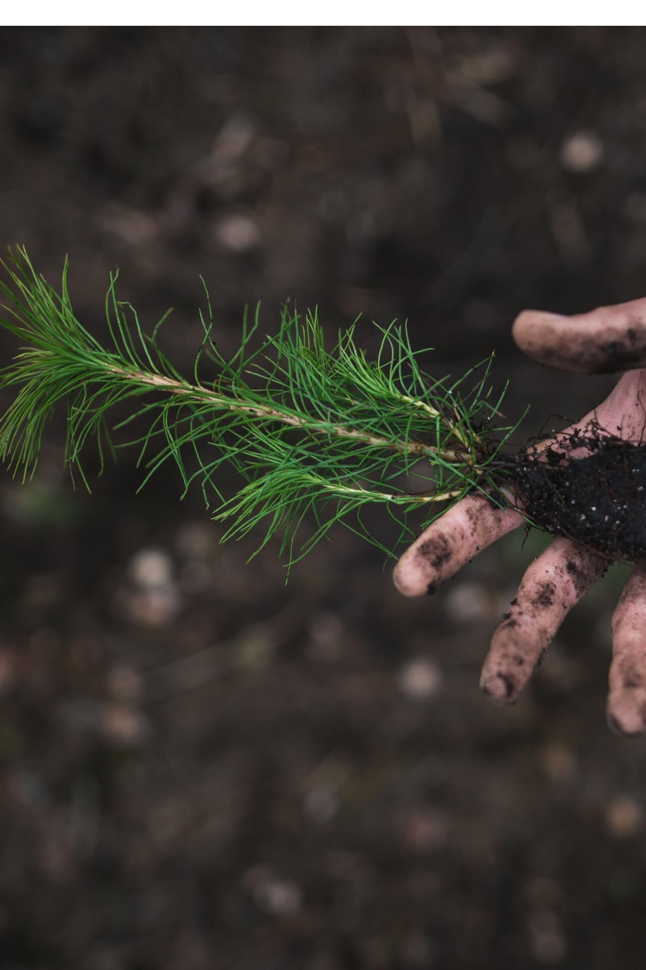 Loblolly Pine Seedlings - Package of 100