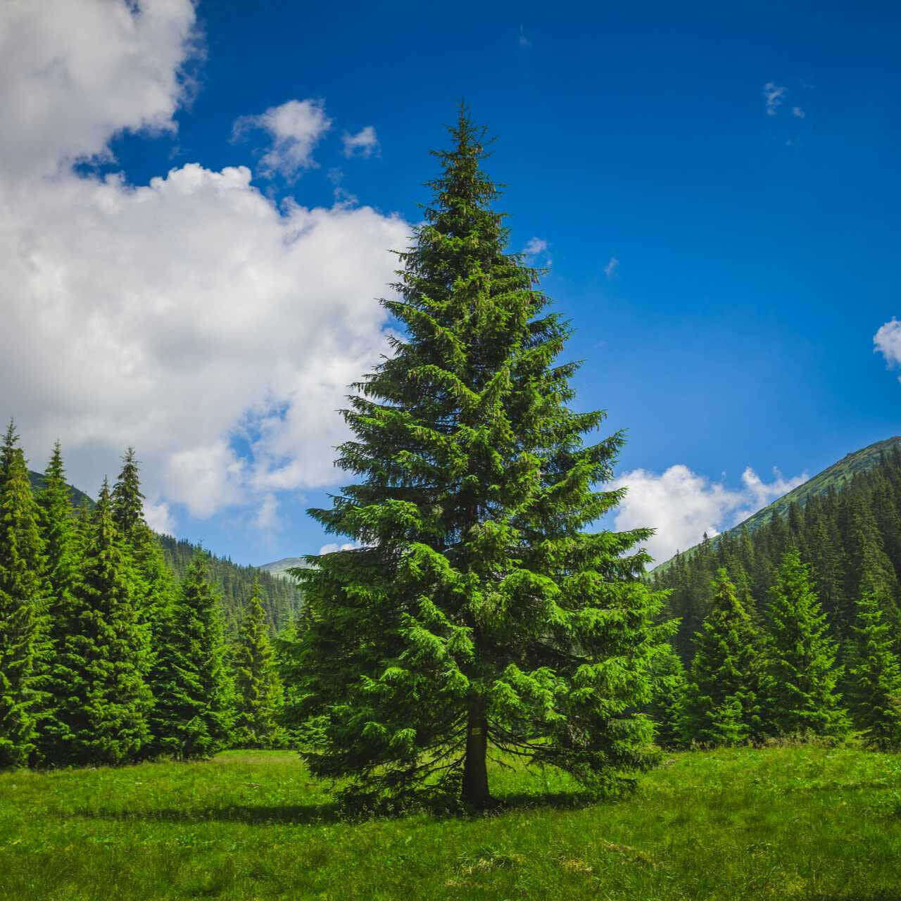 Loblolly Pine Tree