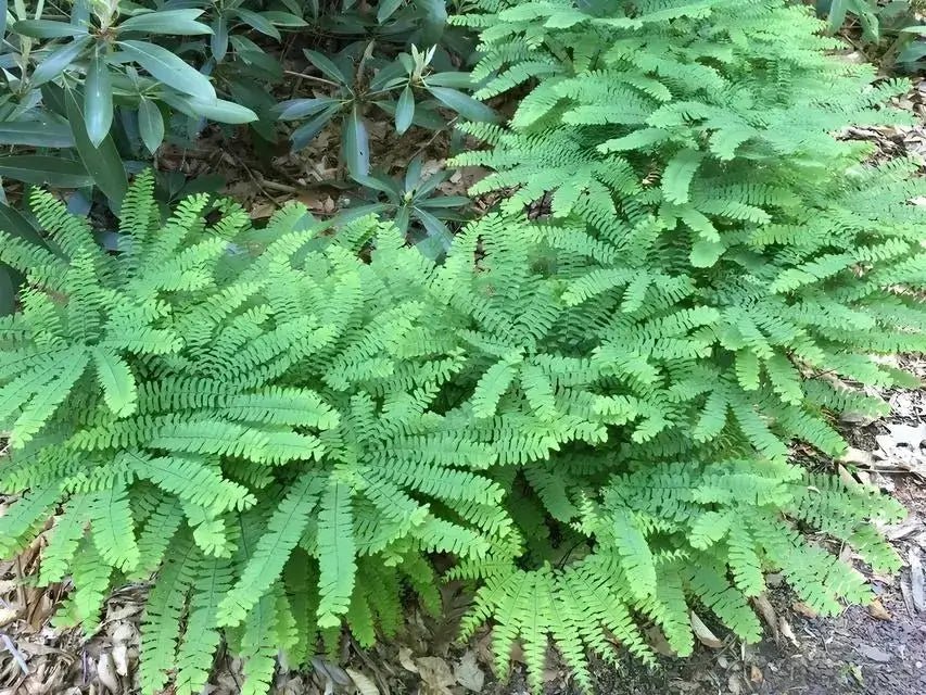 Maidenhair Fern