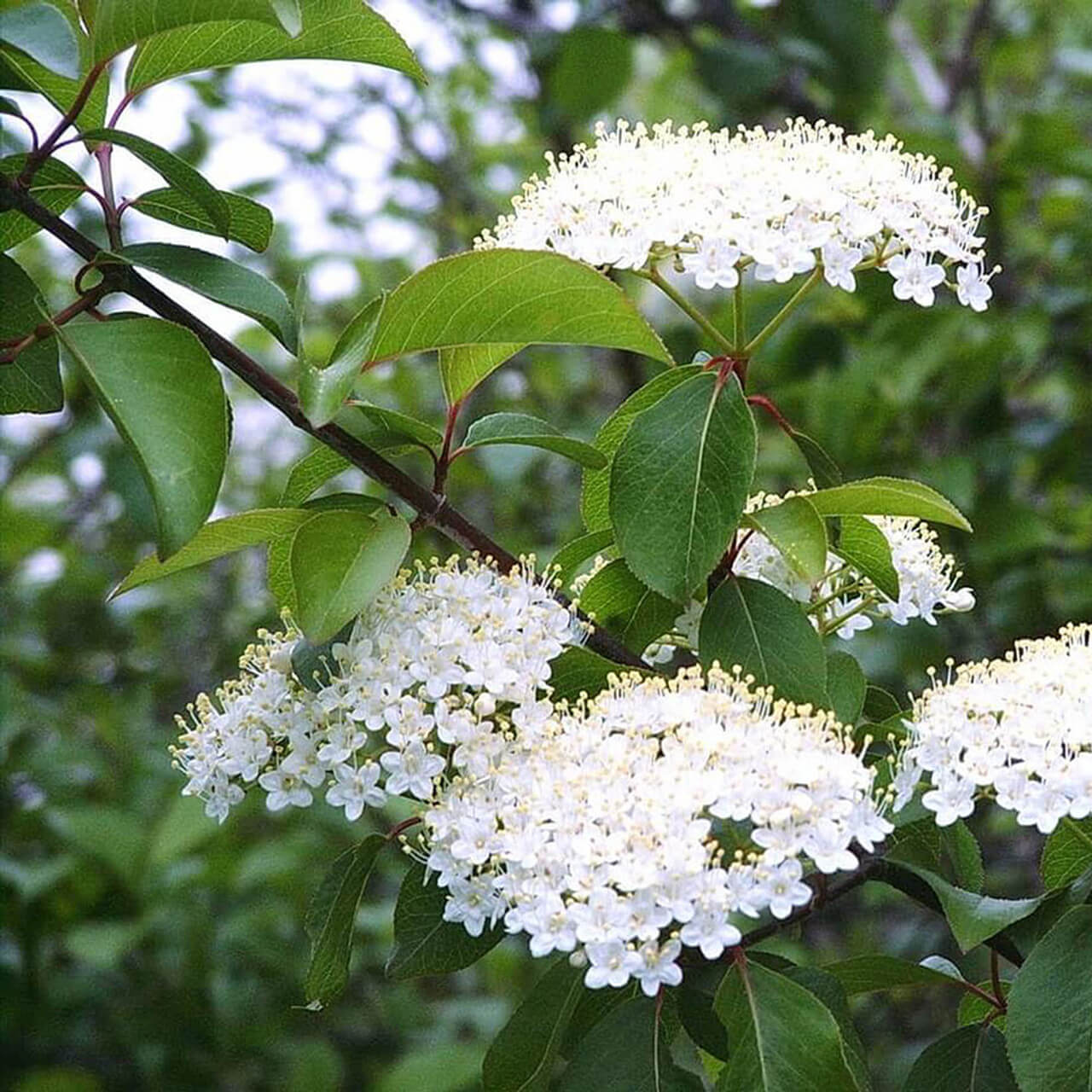 Maple Leaf Viburnum