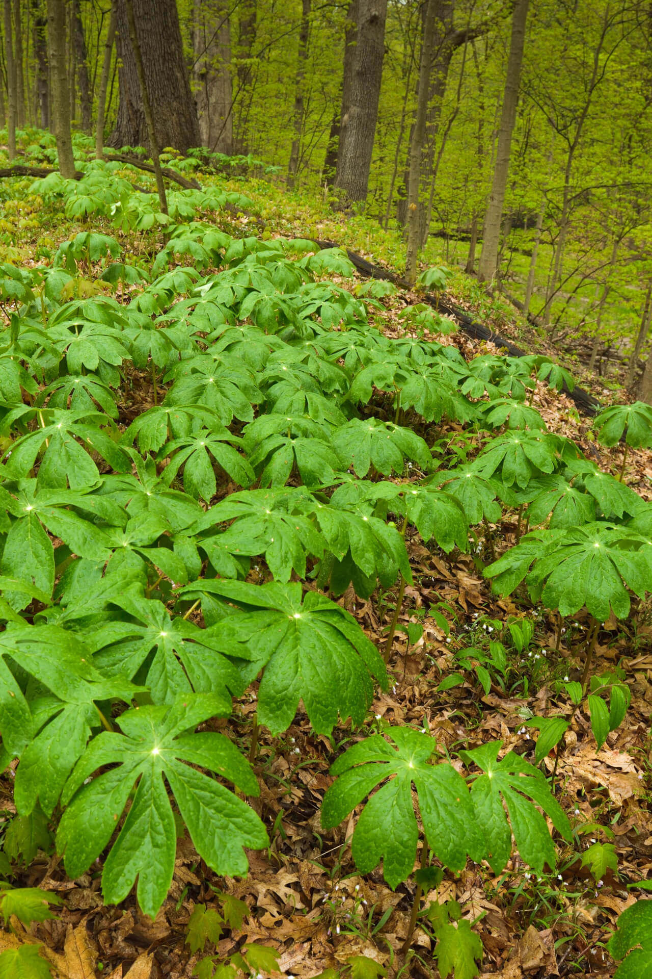 Mayapple